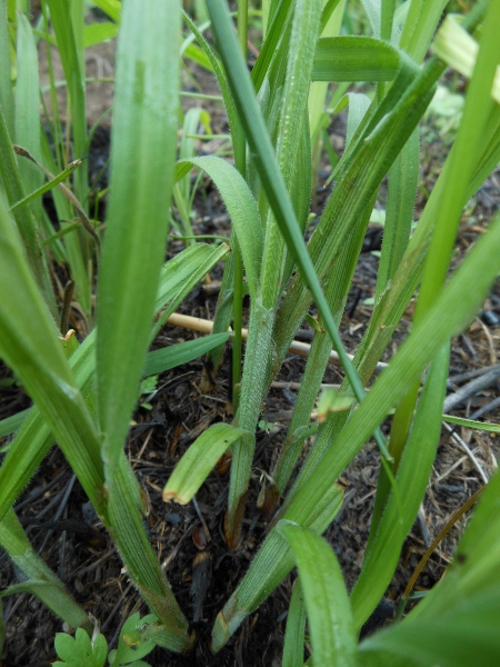 Image of Carex latisquamea specimen.