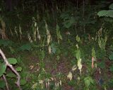 Campanula latifolia. Плодоносящие растения под пологом леса (видны отмирающие листья). Курская обл., г. Железногорск. 20 июля 2007 г.