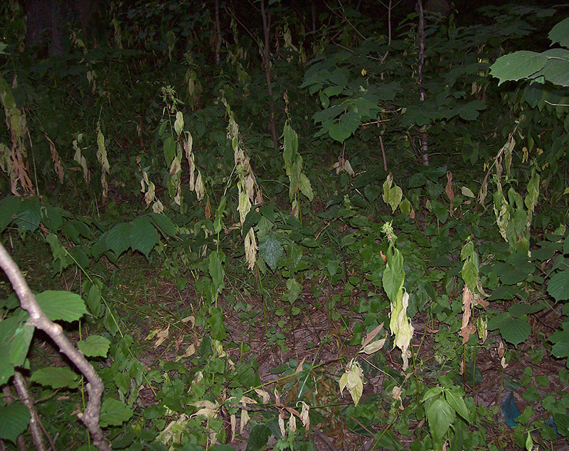 Image of Campanula latifolia specimen.