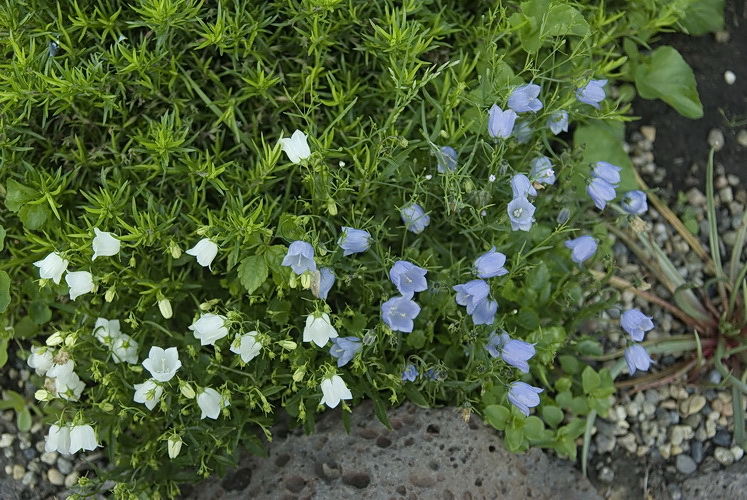 Изображение особи род Campanula.