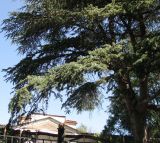Cedrus atlantica. Крона дерева с микростробилами. Зап. Крым, г. Саки, территория санатория им. Н.Н. Бурденко. 29.08.2011.