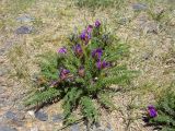 Oxytropis pseudoglandulosa