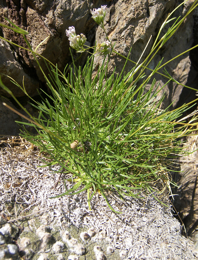 Image of Gypsophila tenuifolia specimen.