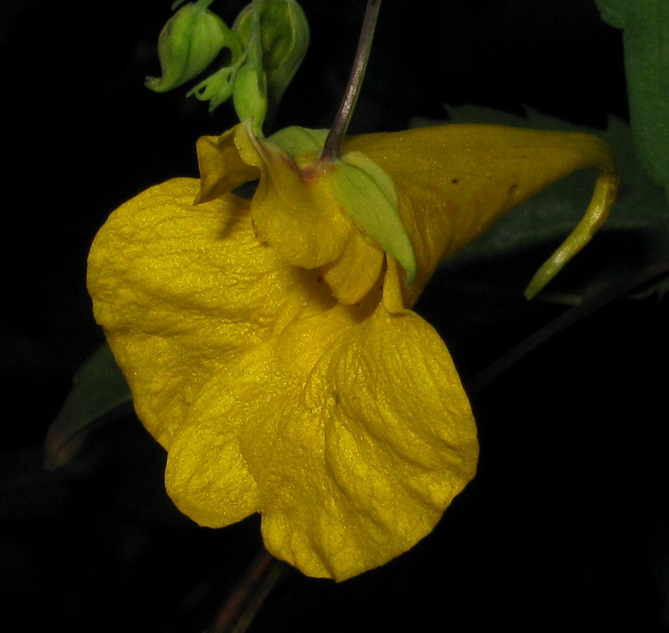 Image of Impatiens noli-tangere specimen.