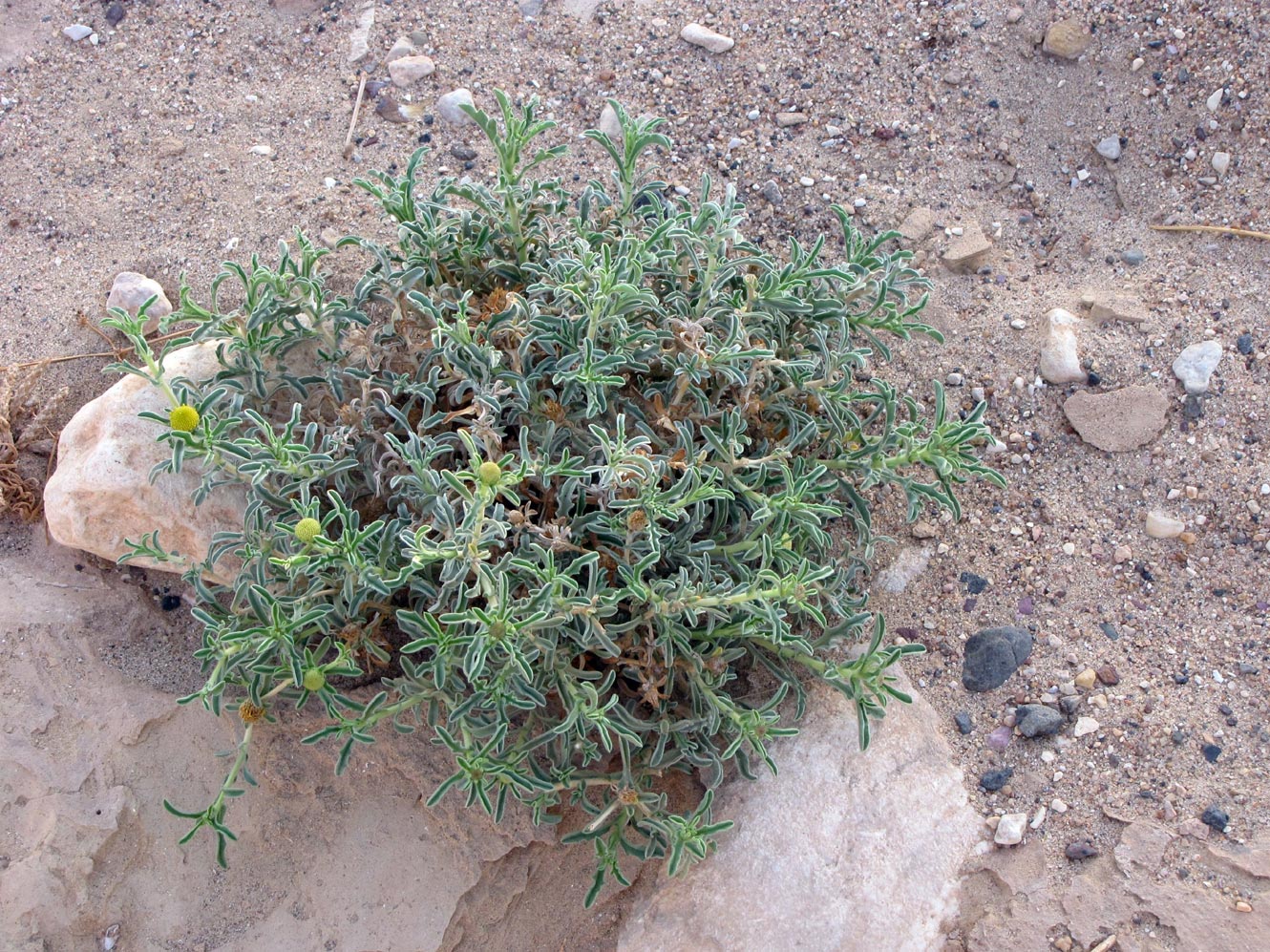 Image of Asteriscus graveolens specimen.