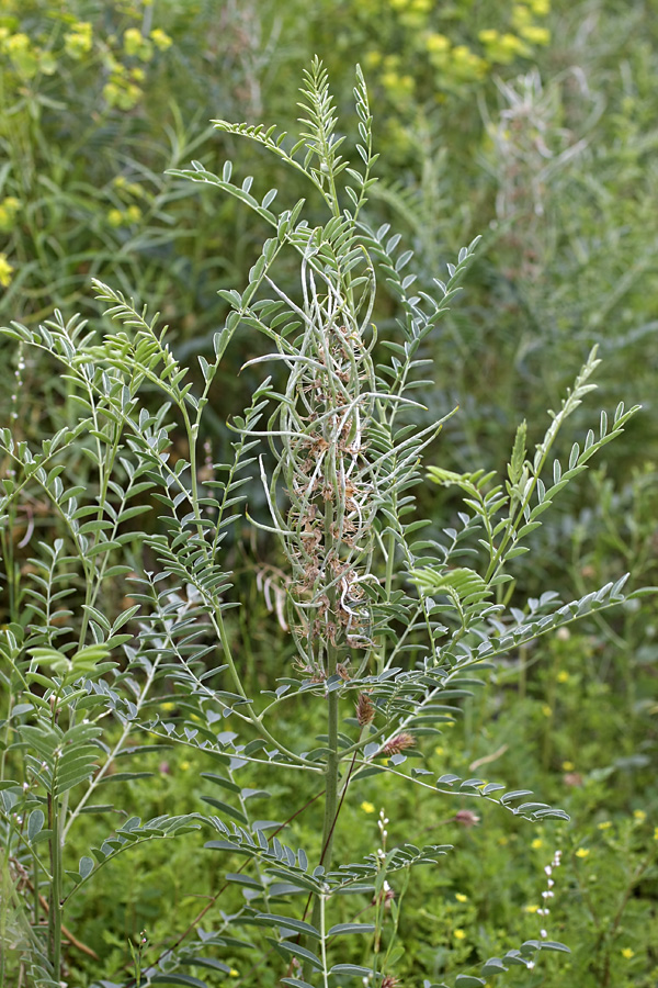 Изображение особи Pseudosophora alopecuroides.