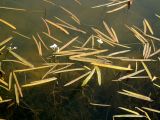 Sagittaria natans