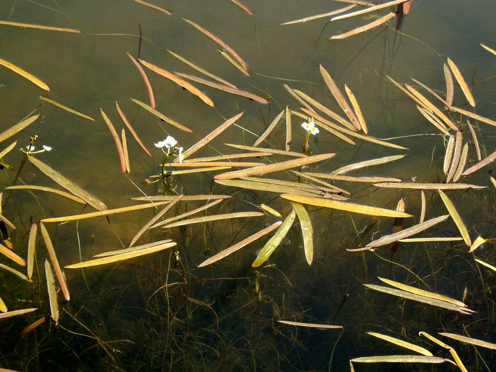 Image of Sagittaria natans specimen.