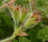 genus Pelargonium