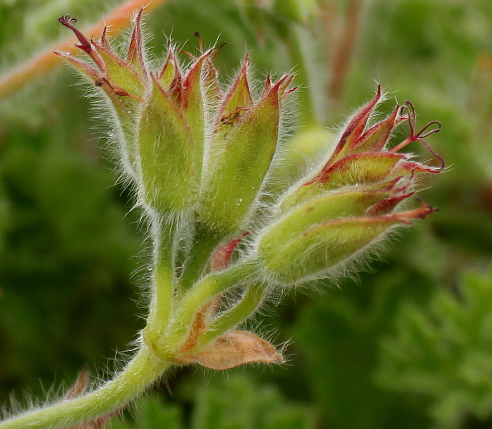 Изображение особи род Pelargonium.
