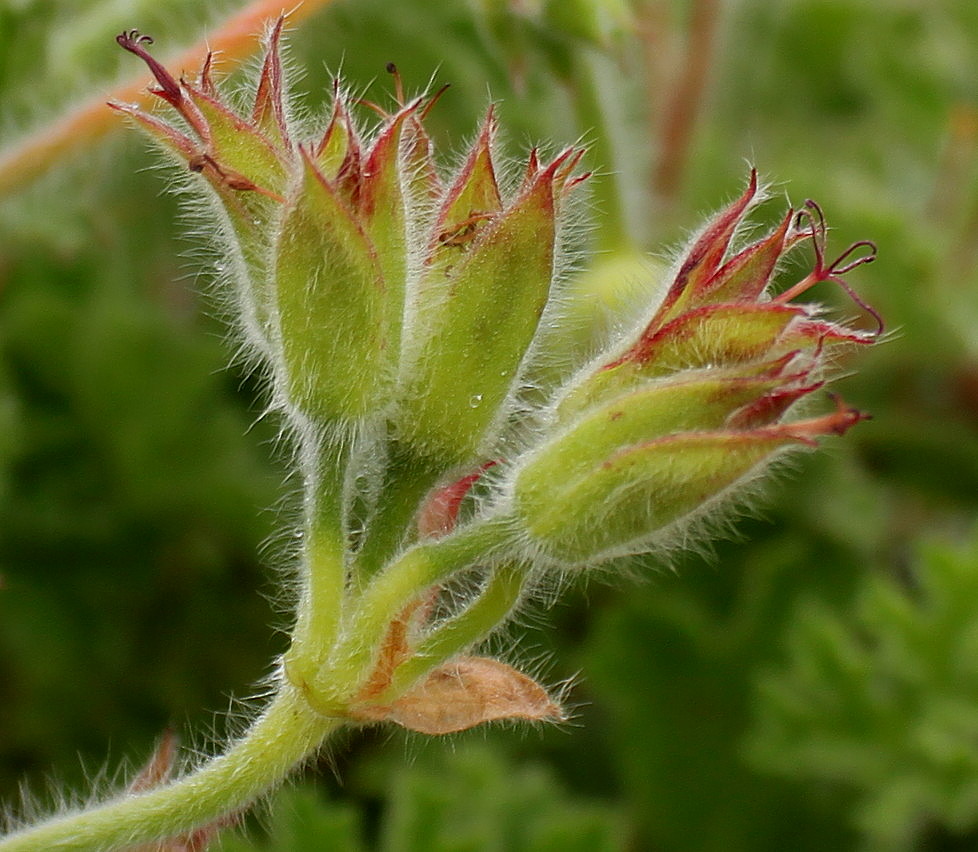 Image of genus Pelargonium specimen.