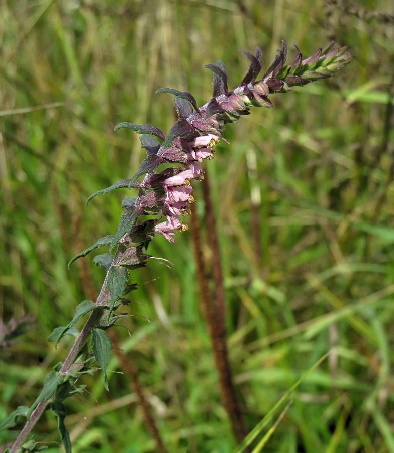 Изображение особи Odontites vulgaris.