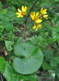 Ligularia calthifolia. Цветущее растение. Приморье, окр. пос. Терней. 03.08.2012.