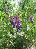 Vicia unijuga. Цветущее растение на крутом склоне. Иркутская обл., пос. Листвянка, берег оз. Байкал, редкий сосновый лес. 03.07.2012.