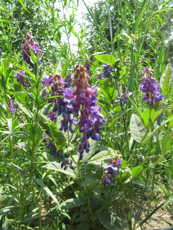 Изображение особи Vicia unijuga.