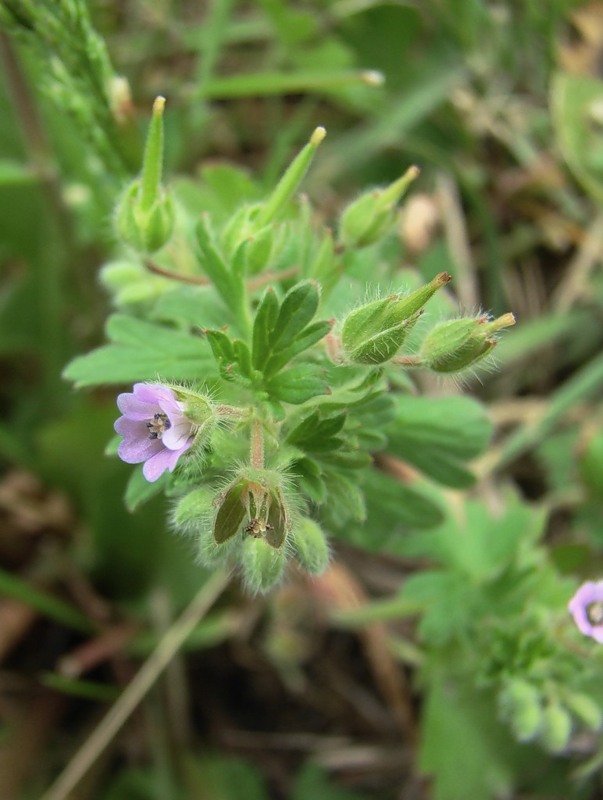 Image of Geranium pusillum specimen.