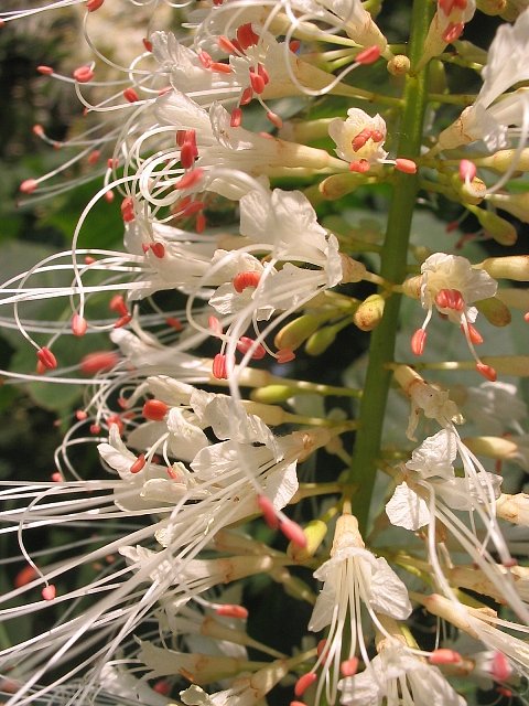 Image of Aesculus parviflora specimen.