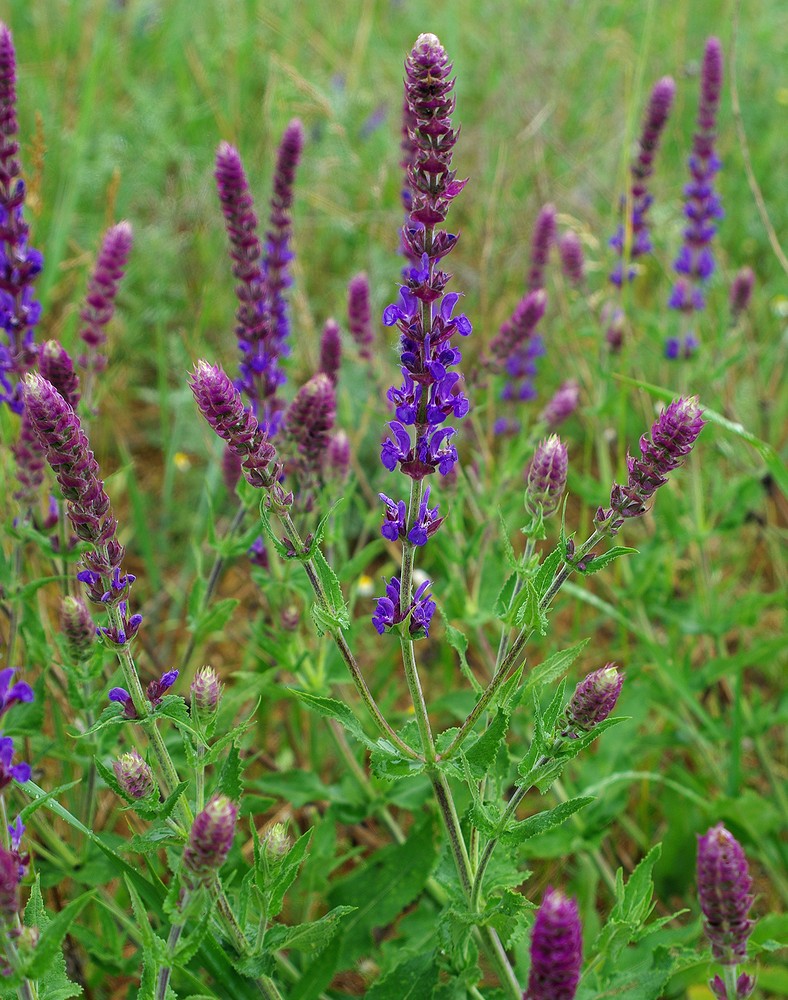 Image of Salvia tesquicola specimen.