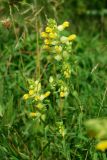 Rhinanthus aestivalis