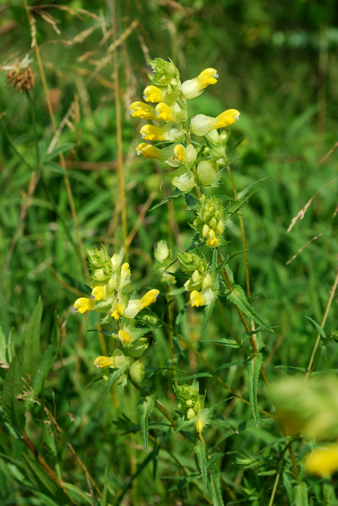 Изображение особи Rhinanthus aestivalis.