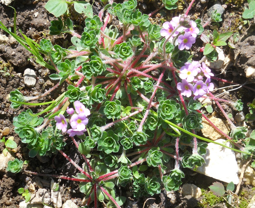 Image of Androsace sempervivoides specimen.