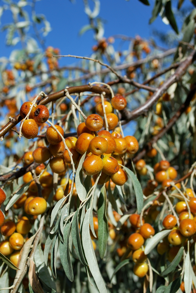 Image of Elaeagnus angustifolia specimen.