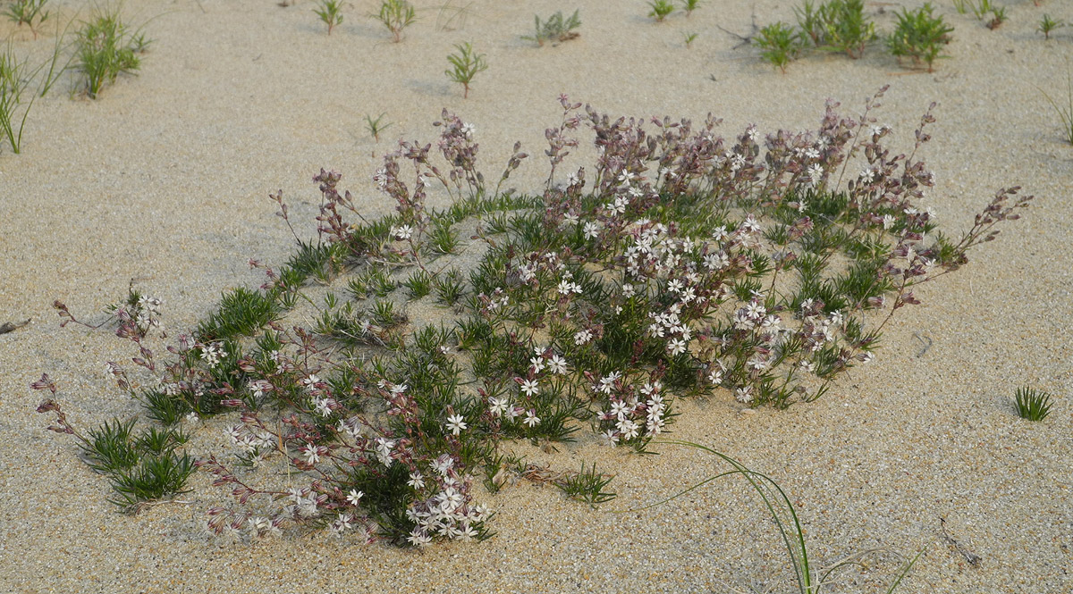 Image of Silene turczaninovii specimen.