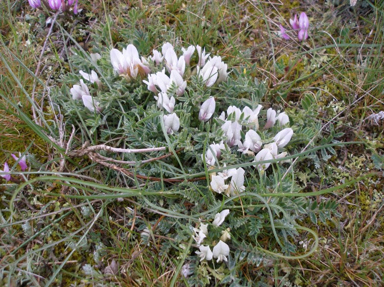 Изображение особи Astragalus rupifragus.