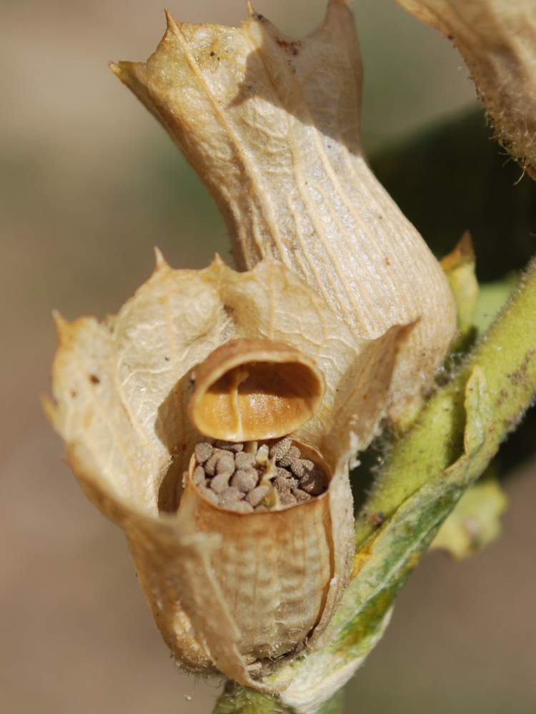 Image of Hyoscyamus niger specimen.