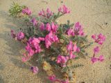 Oxytropis lanata