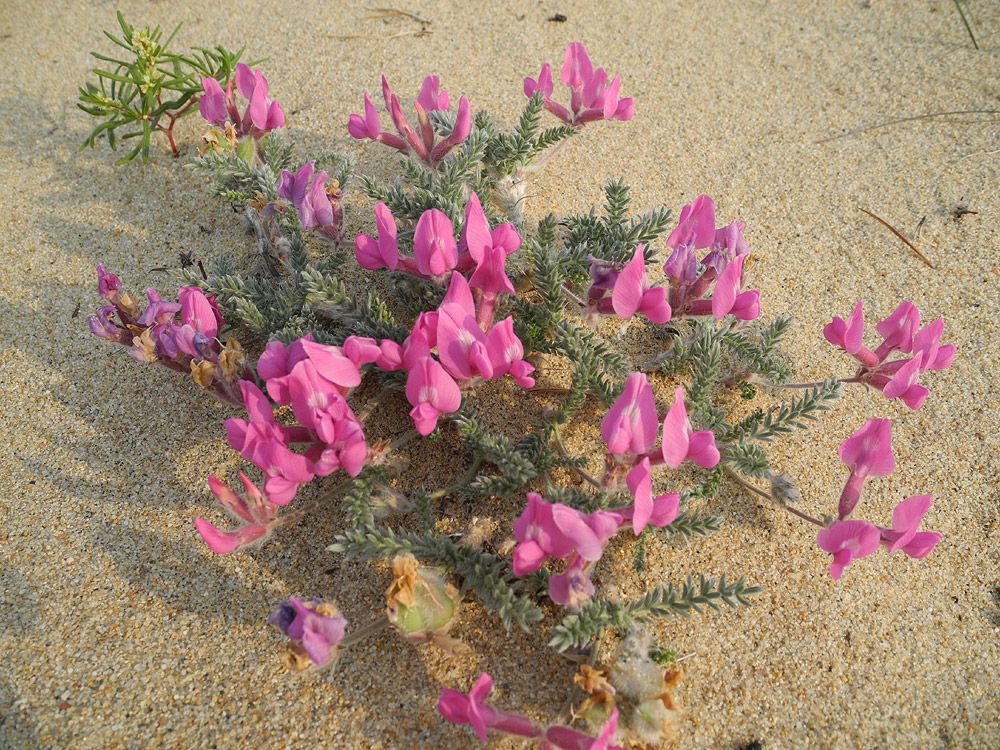 Image of Oxytropis lanata specimen.