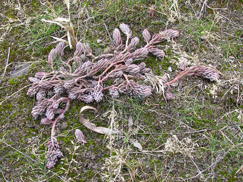 Изображение особи Sedum reflexum.