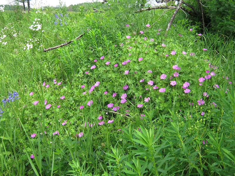 Изображение особи Geranium sanguineum.