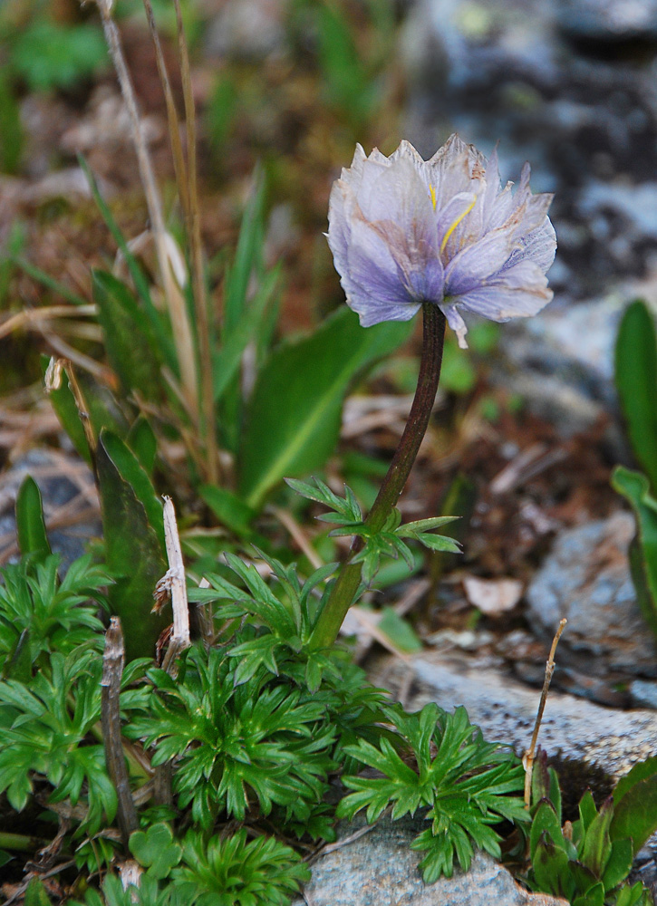 Изображение особи Trollius lilacinus.