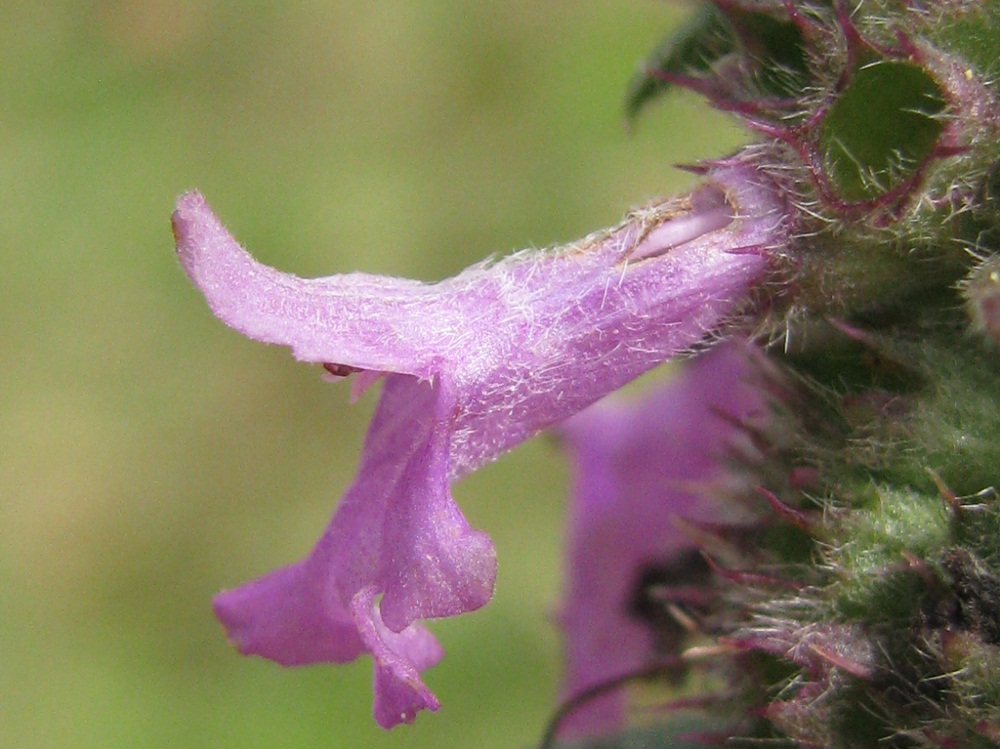 Image of Betonica officinalis specimen.