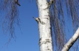 Betula form dalecarlica