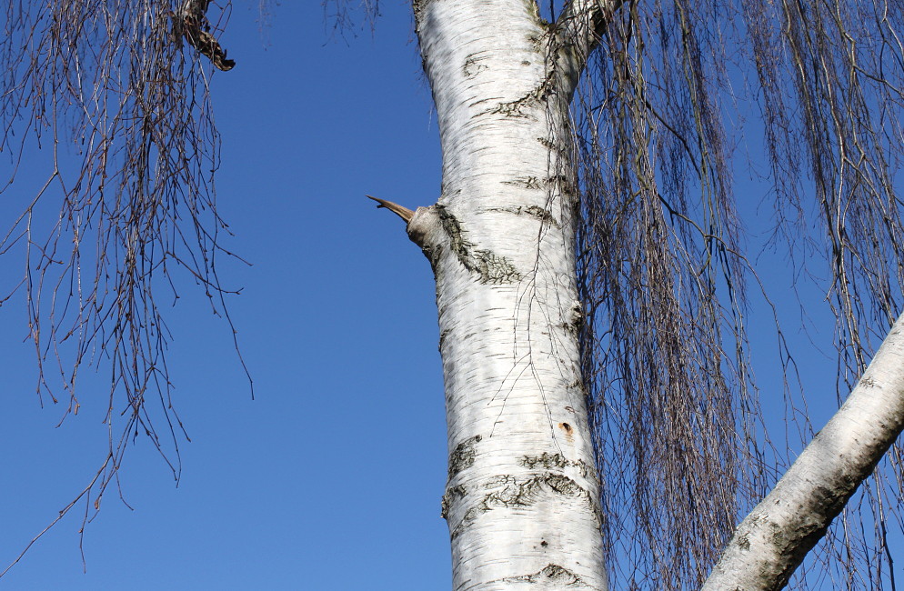 Image of Betula pendula f. dalecarlica specimen.