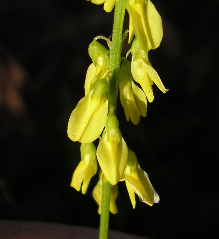Изображение особи Melilotus officinalis.