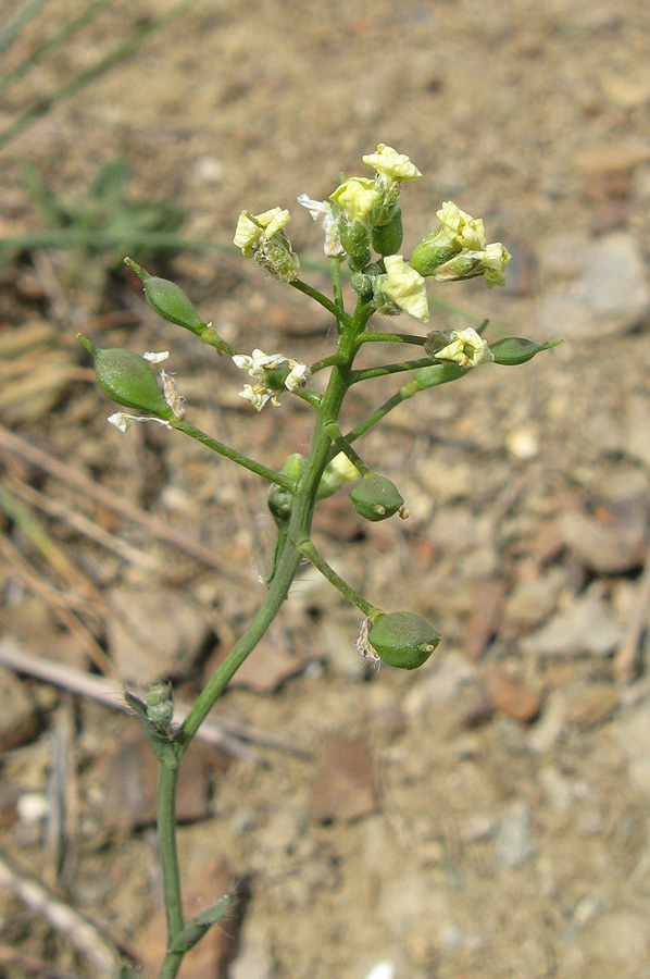 Image of genus Camelina specimen.