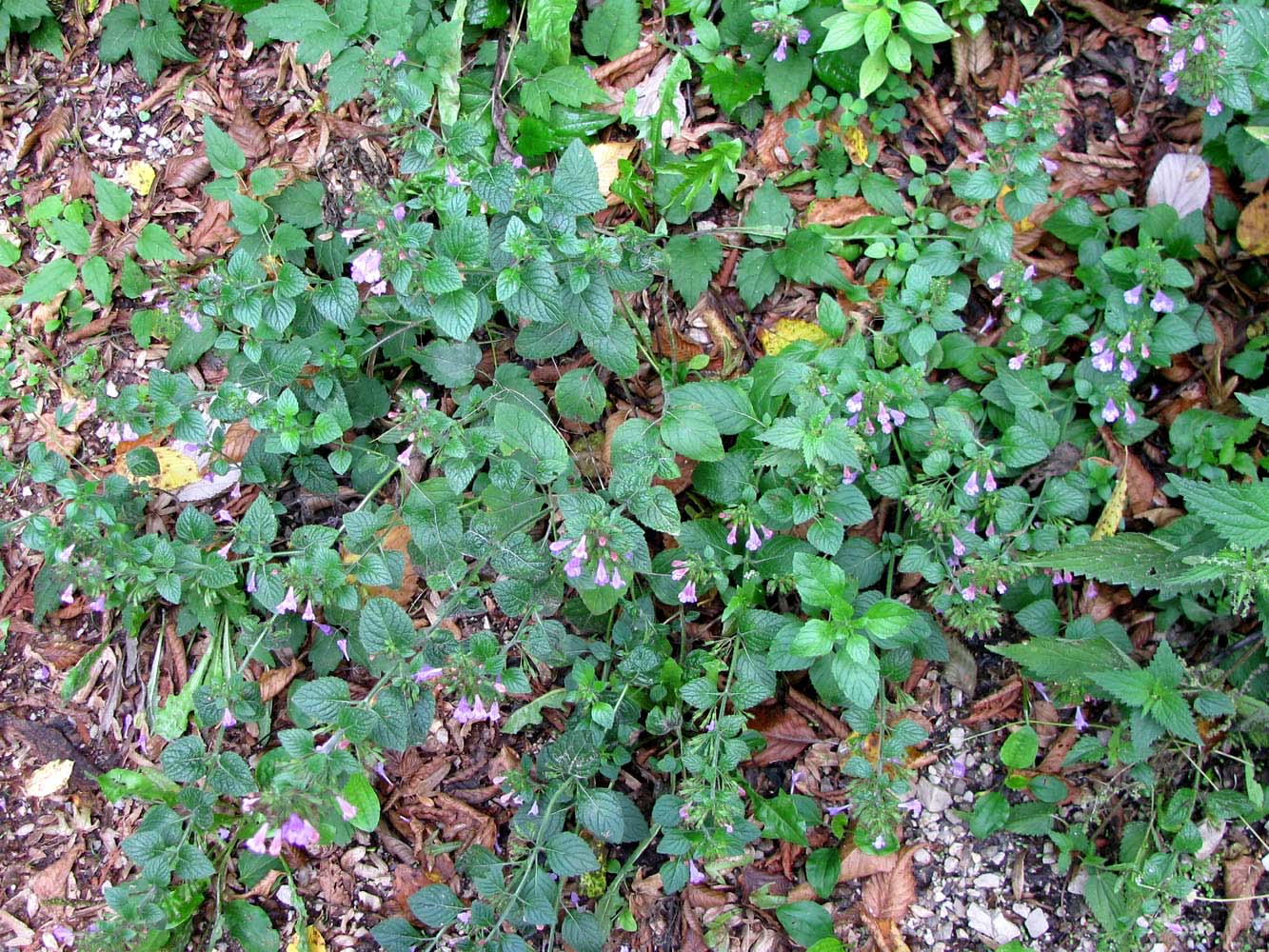 Изображение особи Clinopodium menthifolium.
