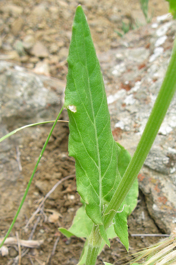 Изображение особи Rumex tuberosus.