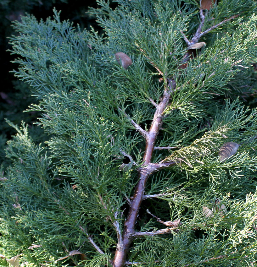 Изображение особи род Juniperus.