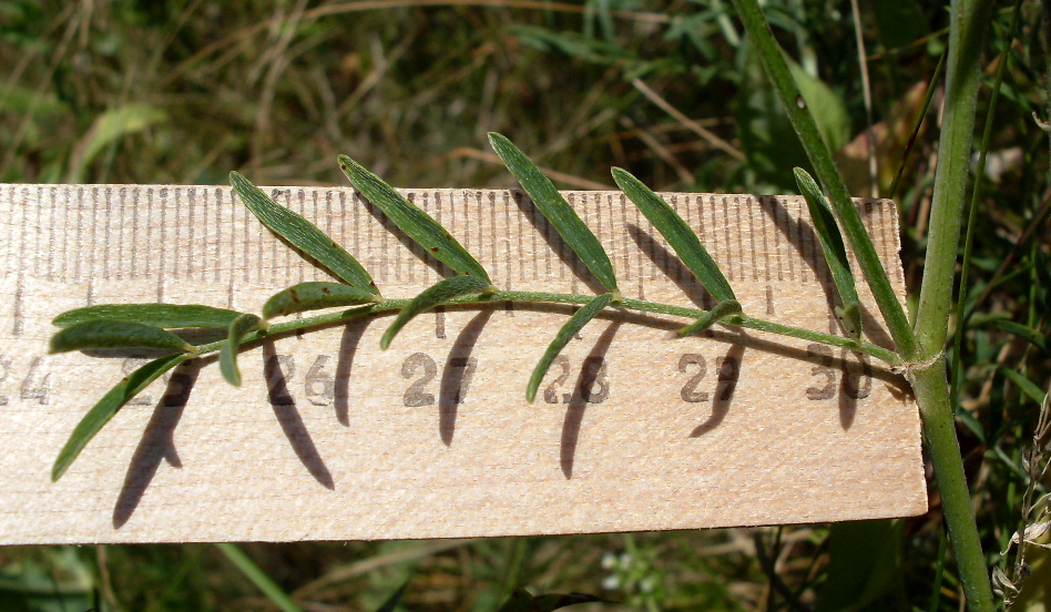 Изображение особи Astragalus varius.