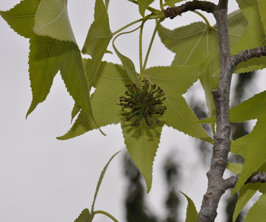 Изображение особи Liquidambar styraciflua.