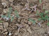 Astragalus asterias