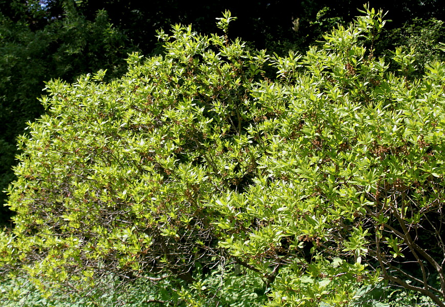 Image of Myrica pensylvanica specimen.