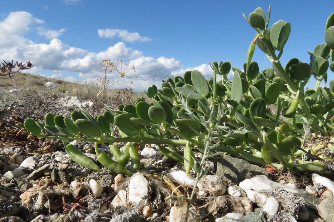 Изображение особи Zygophyllum rosowii.