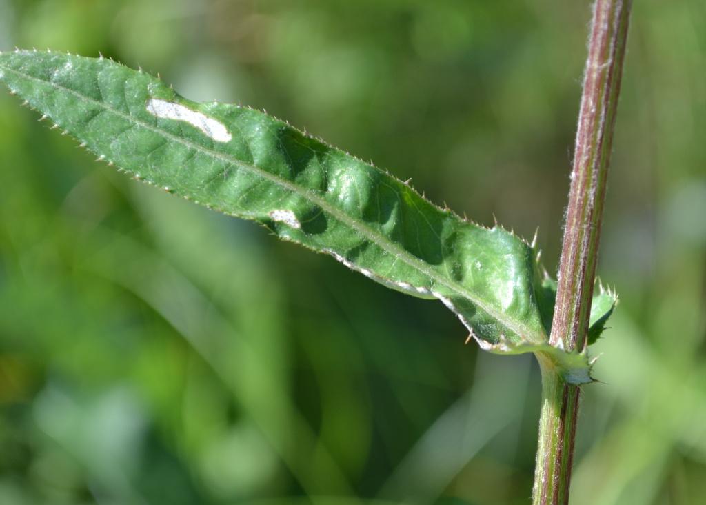 Изображение особи род Cirsium.