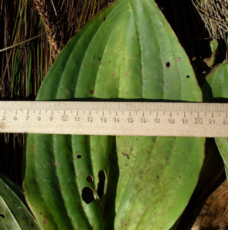 Image of Plantago cornuti specimen.