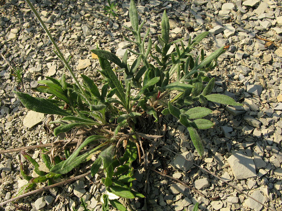 Image of Jurinea blanda specimen.